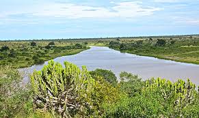 Image result for Syzygium komatiense