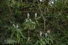 Image result for Lankesteria