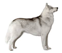 Siberian Husky Dog Breed Facts And Information Wag Dog