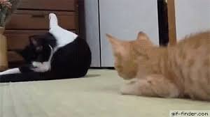 Boop Find And Share Funny Animated Gifs Crazy Cats Cat Gif Funny Cat Videos