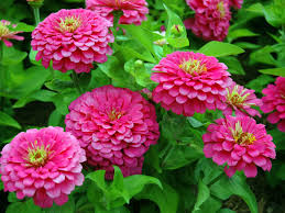 Annual plants, or more commonly referred to as annuals, are plants and flowers that go through all the stages of their life, from seed to bloom, and then die.unlike a perennial, annuals must be replanted every year. Growing Annual Flowers From Seed World Of Flowering Plants
