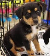 Maybe you would like to learn more about one of these? 20 Rottweiler Mix Ideas Rottweiler Mix Rottweiler Dogs