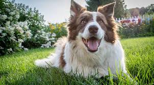 How To Euthanize A Dog At Home With Benadryl House Integrals