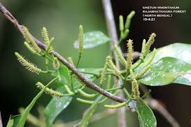 Image result for Gnetum