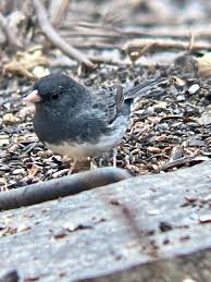 Will County Wildlife