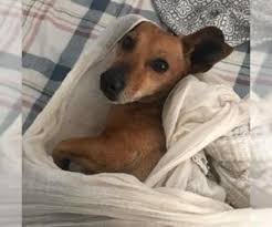 .ken caryl, lafayette, lone tree, louisville, montrose, parker, pueblo west, sherrelwood, sterling, the pinery, welby, wheat ridge, area, city, state, tiny, teacup, toy, standard, miniature, county, north, west, south, east, metro, near, by, local, dog breeders, for adoption, to adopt, rescue. Pbstnco9dxy 4m