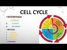 Cell Cycle Interphase Mitosis Cytokinesis Mitosis Cell Cycle Mitosis Activity