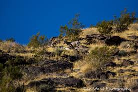 With a net elevation gain of 10,300 feet (3,100 m), it has the greatest elevation increase of any trail in the the bottom portion, known as the museum trail, continues to a junction with the north lykken trail. South Lykken Trail Palmsprings 2019 Bb Photography Studio