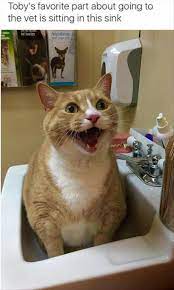 25 lustige tierbilder des tages lustige tiere tagliche lol bilder bilder lustige tages tagliche tierbilder t tiere lustige tiere lustige tierbilder