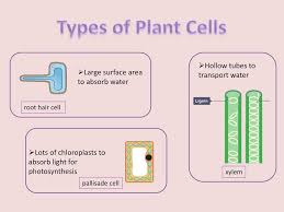 Maybe you would like to learn more about one of these? Haileybury Astana Year 7 Ppt Download