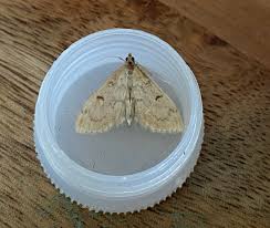 Image result for Anania perlucidalis