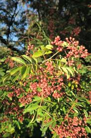 Image result for Zanthoxylum lindense