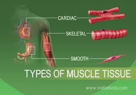 Image result for Muscle Tissue