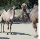It's hump day all over again in geico's new commercial. New Geico Tweaks Hump Day Ad Uses Real Camels 12 24 2014