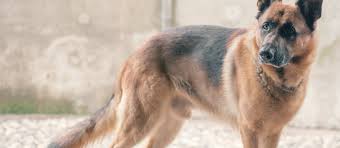 Buying a puppy is a tough responsibility of 15 to 20 years. Home Washington German Shepherd Rescue