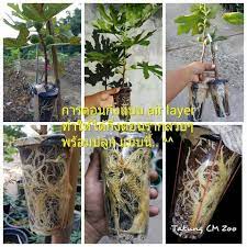 Belajar cara tut pokok limau purut dengan kaedah yang mudah dan ringkas. Sharejee Cara Tut Pokok Orang Thailand Guna Cawan Facebook