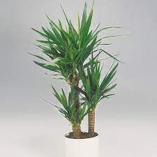 There are nearly 50 species of yucca trees and shrubs. Yucca Indoors Yucca Elephantipes My Garden Life