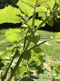 Image result for Physalis pubescens