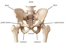 You must be registered to see the links. Sit Bones Pain Aka Sitz Bone Ischial Tuberosity Centeno Schultz Clinic