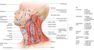 Next, complete checkout for full access to theplasticsfella. Pin By Emily On Nursing Medical Medical Anatomy Lymph Massage Nursing Information