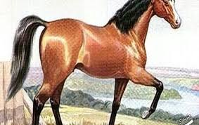 صور خيول عربية أجمل الخيول العربية الاصيلة صور فرس عربى 2019 صور خيول Kntosa Com 11 19 154 Horses Beautiful Horses Horse Photos