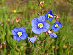 Flowers in season now south africa. South African National Parks Sanparks Official Website Accommodation Activities Prices Reservations