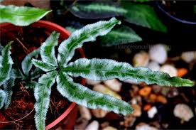 Image result for Pteris preussii