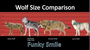 Size Comparison Of Wolf Species Funky Smile