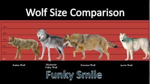 size comparison of wolf species funky smile