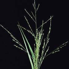 Image result for Panicum coloratum