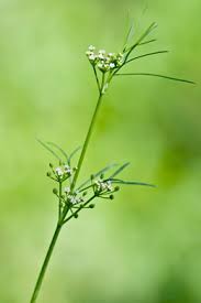 Image result for Apium leptophyllum