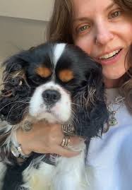 Cavalier King Charles Spaniel: The Perfect Companion