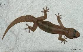 Image result for Orthoclada africana