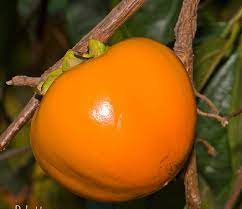 Japanese persimmons, diospyros kaki l., originated in china and were first grown in florida in the 1870s. Hana Fuyu Persimmon Tree Ison S Nursery Vineyard