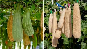 Image result for Luffa