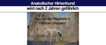 The kangal shepherd dog is a guardian dog breed that originated from sivas, turkey also known as turkish kangal or anatolian kangal. Anatolischer Hirtenhund Wird Nach 2 Jahren Gefahrlich Dog Aktuell Das Hundemagazin