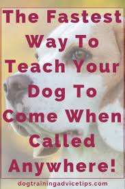 The Fastest Way To Teach Your Dog To Come When Called Anywhere Dog Training Advice Tips Dog Training Advice Dog Training Obedience Dog Obedience