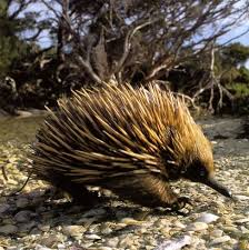 The Echidna Australian Animals Weird Mammals Weird Animals