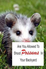 Can You Shoot A Possum In Your Backyard What To Know 2021 Possum Animal Games Backyard