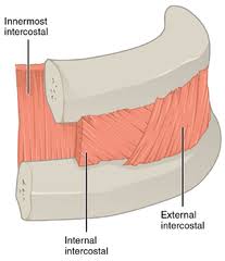 Stretching out the muscles of the chest and the rib. Innermost Intercostal Muscle Wikiwand