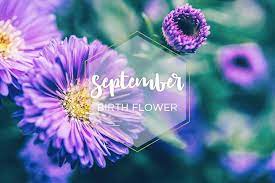 September Birth Flower Aster Ftd Com September Birth Flower Birth Flowers September Flowers