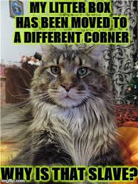 30 Funny Animal Memes To Make You Laugh Till You Drop Lovely Animals World Cute Cat Memes Cute Animal Memes Funny Animals