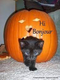 resultat de recherche d images pour ephemeride seasonal calendar cats halloween chat noir chats et chatons support faq safetymsds are crayola and silly mastic produits non toxiques les animaux coloriages