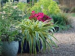 Image result for Afrosolen zambeziacus