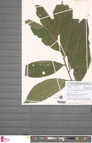 Image result for Erythrococca atrovirens