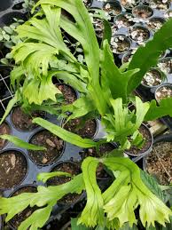 Image result for Microsorum punctatum