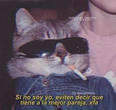 Pin De Alessia Delgado En Memes Memes Romanticos Meme Gato Gatos Bonitos