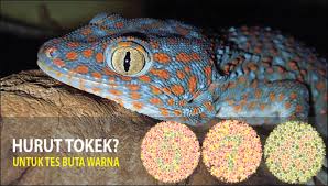 Maybe you would like to learn more about one of these? 24 Huruf Tokek Untuk Tes Buta Warna Ishihara Kunci Jawabannya Lengkap Dokumentasi Liestanti Anexia