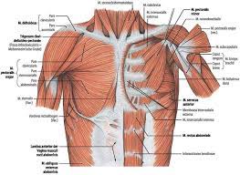 Sixteen + sets of chest exercises with very little or no results aside from pain and tenderness within the front of. Surgical Anatomy Of The Chest Wall Springerlink