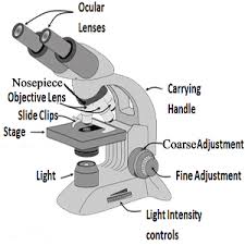 Check spelling or type a new query. How To Use A Microscope Lesson For Kids Study Com